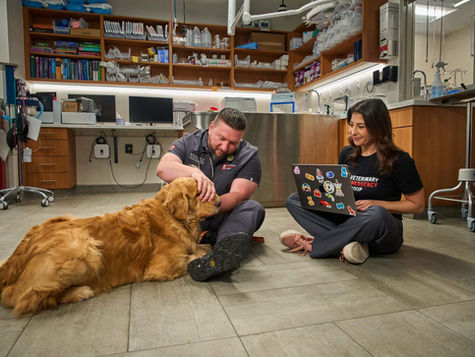 A Golden Retriever dog is examined by the vet staff at VEG ER for Pets.