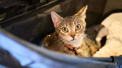 A brown and white cat is looking up out of a car window