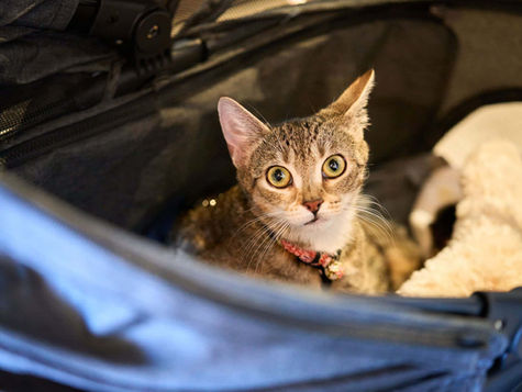 A brown and white cat is looking up out of a car window