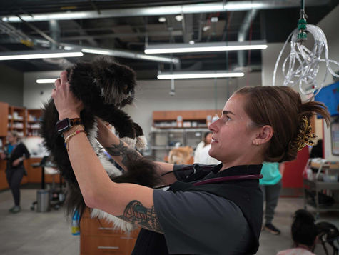 A vet holds up a black cat.
