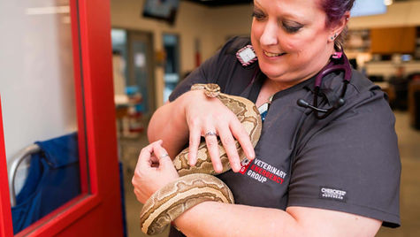 A pet snake that lost its appetite is held by a VEG veterinarian.