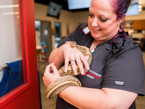 A pet snake that lost its appetite is held by a VEG veterinarian.