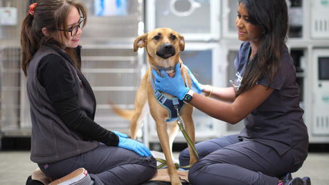 10 Common Vet Emergencies in Grand Prairie, TX
