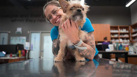 A terrier dog with dry nose stands on a vet's table as vet examines the dog.