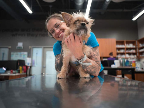 A terrier dog with dry nose stands on a vet's table as vet examines the dog.