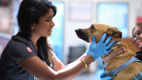 A vet in a vet hospital examines a dog who swallowed a sock.