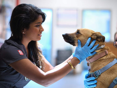 Mysterious Respiratory Illness in Canines - What Dog Owners Should Know