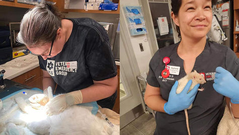 Celebrating Veterinary Technician Week: Empowering Our People to Do the Unexpected
