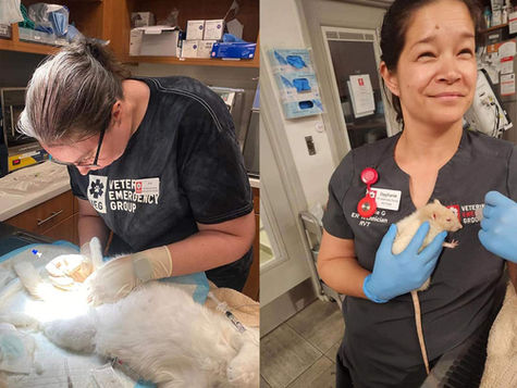 Celebrating Veterinary Technician Week: Empowering Our People to Do the Unexpected