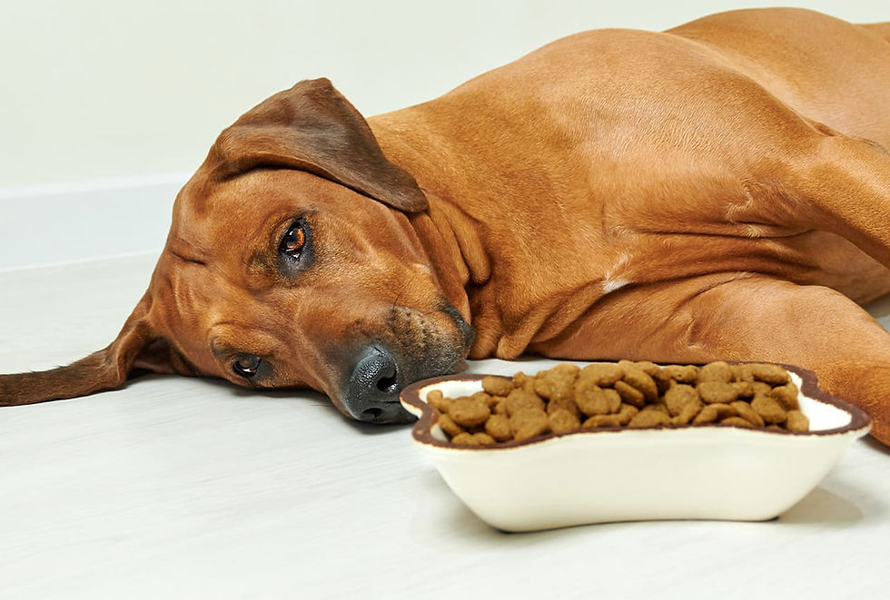 A red dog in labor lays on its side next to a bowl of dog food.