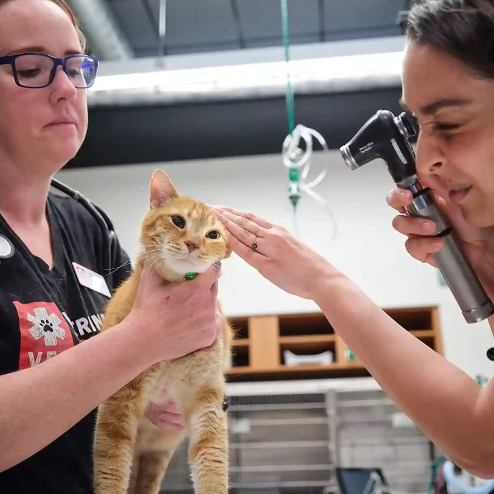 Two veterinarians examine an orange cat in a vet hospital. One holds the cat still while the other looks into the cat's ear with an otoscope.