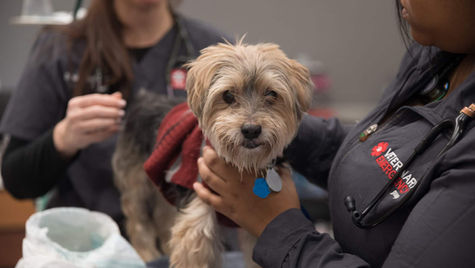 Two vets examine a brown dog.