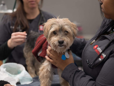 A terrier dog is held by a veterinarian at VEG ER for Pets.