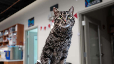 A gray and black tabby cat in a veterinary office looks up.