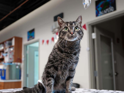 A gray and black tabby cat in a veterinary office looks up.