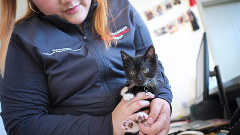A black kitten with white paws is held by a veterinarian at VEG ER for Pets animal hospital.