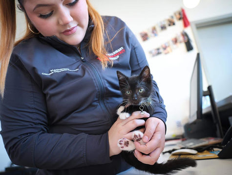 A black kitten with white paws is held by a veterinarian at VEG ER for Pets animal hospital.