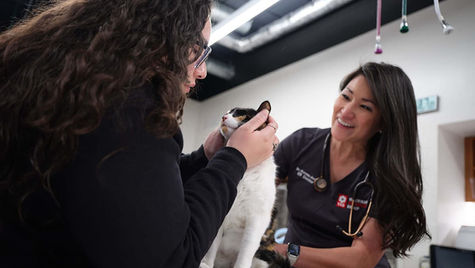 A cat is examined by two VEG veterinarians.