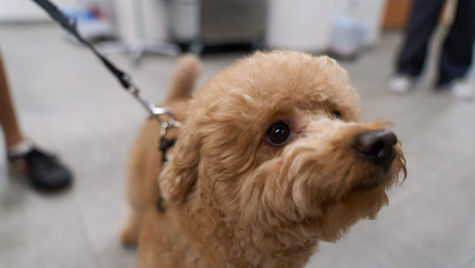 A dog with sunburn is on a leash at VEG ER for Pets animal hospital.