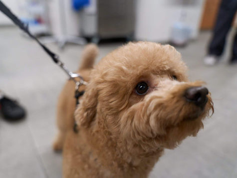 A terrier dog on a leash in a vet hospital being treated for hypothermia