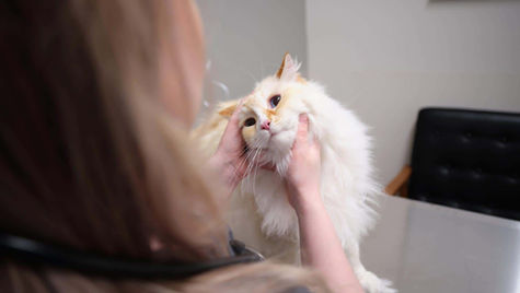 A white fluffy cat that has been vomiting is being seen by the vet