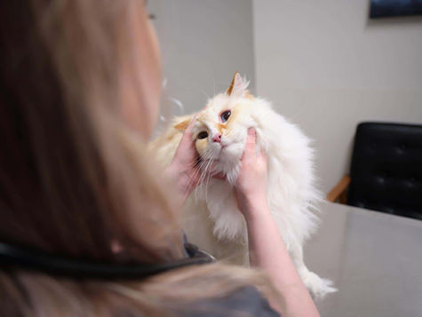 A white fluffy cat that has been vomiting is being seen by the vet