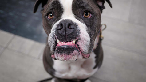 A bulldog that drank beer is in a VEG vet hospital, looking up at the camera