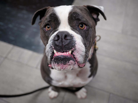 A brown and white dog shows their bottom teeth. 