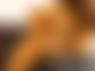 An orange cat looks at the camera.