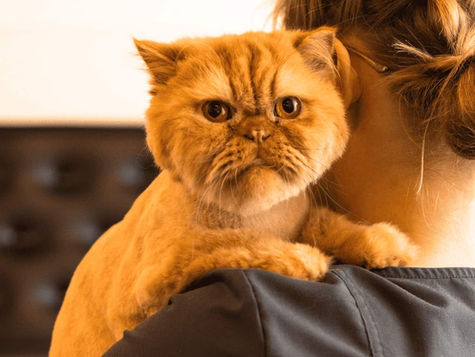An orange cat looks at the camera.
