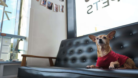 A small dog sits on a black couch in a hospital