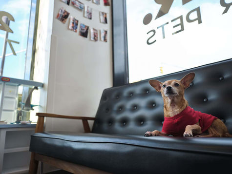 A small dog sits on a black couch in a hospital