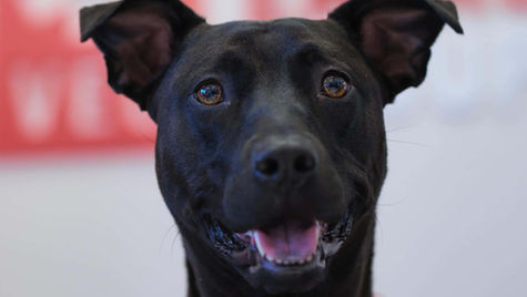 A black dog with a spider bite looks into the camera