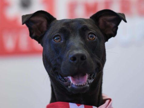 A black dog with a spider bite looks into the camera
