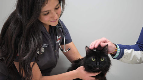 10 Common Pet Emergencies in Las Vegas, NV