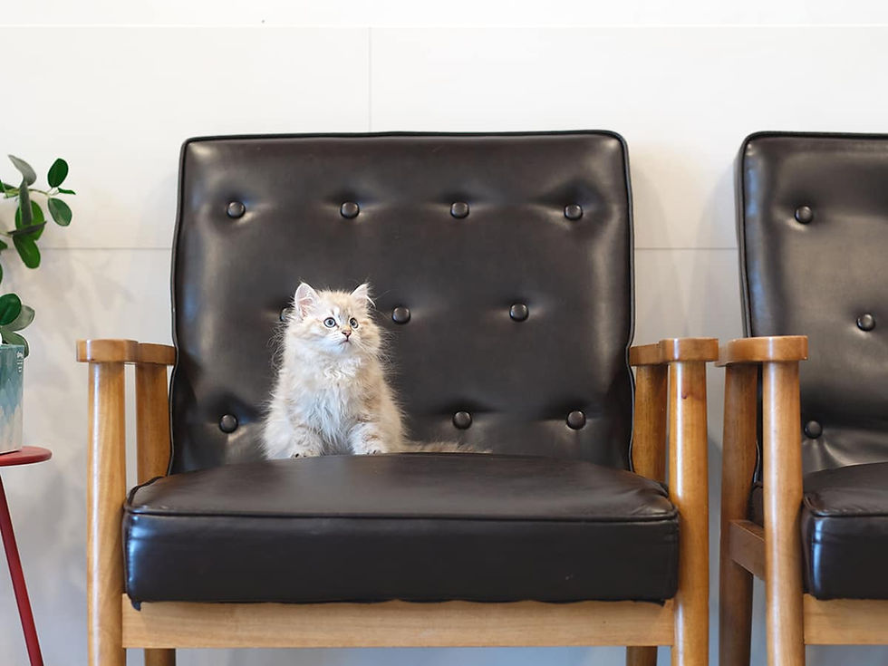 A light gray cat sits on a black chair next to a plant. 