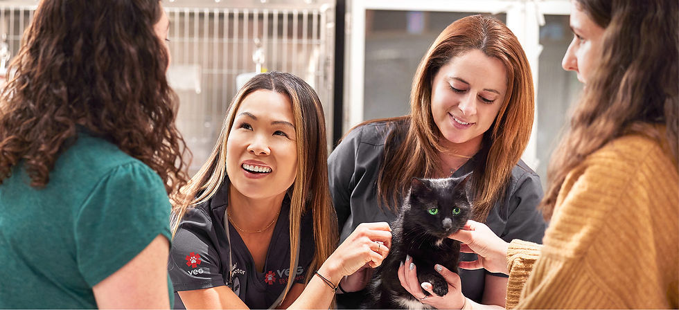 Two vets examining a black cat and speaking with the owner
