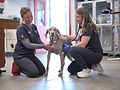 Background image of a veterinarian using a stethoscope on a dog