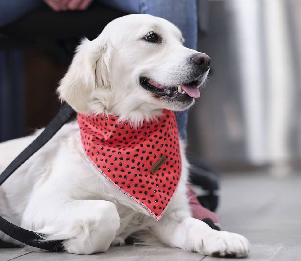 white dog with a red bandana in a veterinary ER