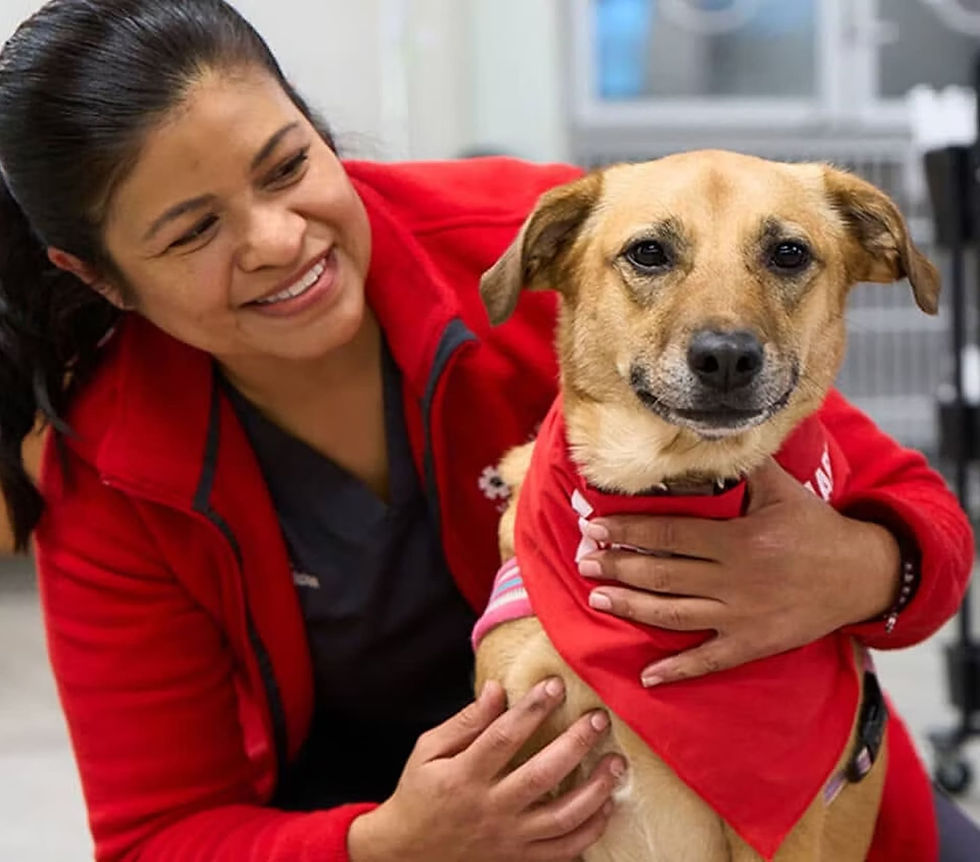 Veterinarian sitting on the floor with a dog in a red bandana