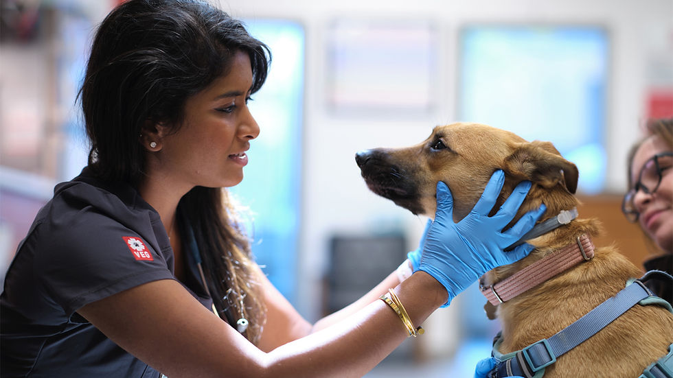 A veterinarian wearing blue surgical gloves holds the face of a tan dog in her hands. 