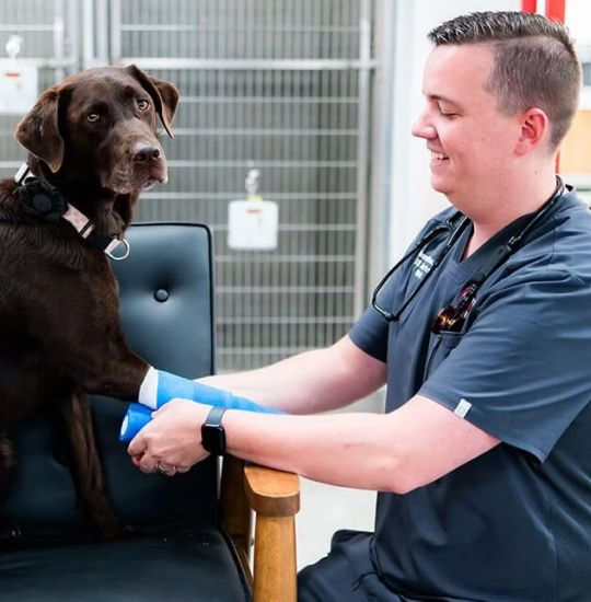 a male doctor with a brown dog sitting on a couch putting a bandage on his leg