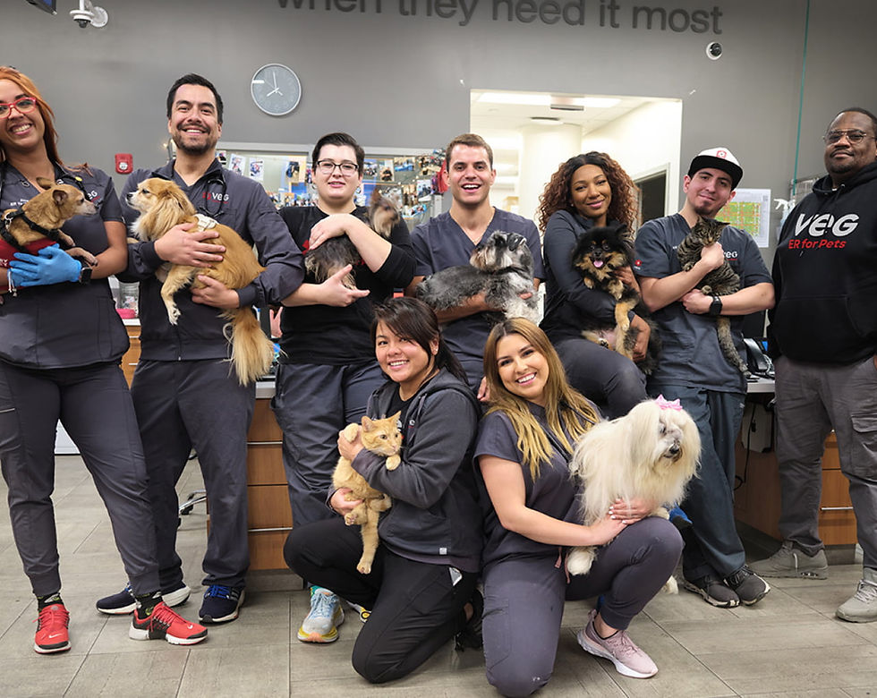 A group of doctors, nurses, and hospital staff standing together smiling and holding various sizes of dogs and cats in their arms
