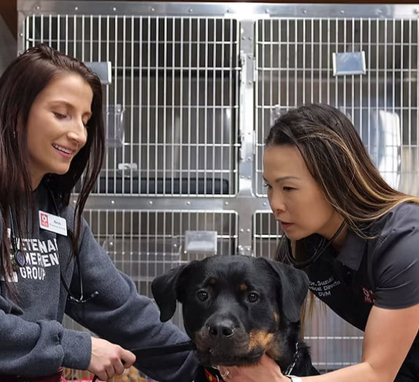 A black and brown dog is being cared for by two members of a veterinarian staff. 