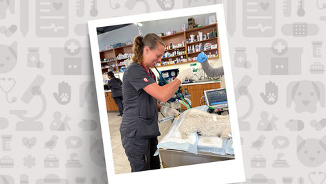 A veterinary nursing trainer in black scrubs treats a pet patient in a hospital setting.