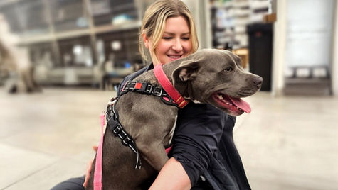 A brown dog in a harness is being held by a smiling veterinary staff member within a vet hospital setting. 