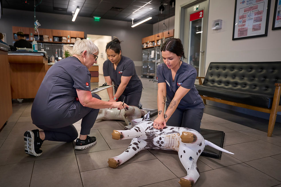 a female nurse trainer helping train two female nurses on how to do CPR on two inflatable dogs
