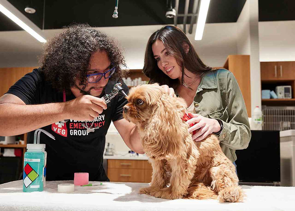 A vet tech in a black VEG shirt uses a vet tool to examine dog's ear while dog owner looks on.